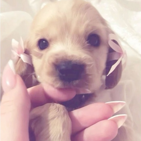 Meet your Posher, Devin - Picture 1 of 1